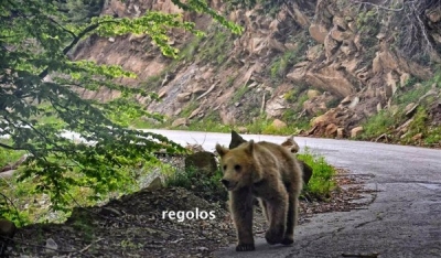 Αρκούδα βγήκε βόλτα σε χωριό του Μετσόβου (photo)