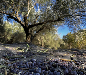 Στις 5 Οκτωβρίου ξεκινά ο 3ος ψεκασμός του προγράμματος Δακοκτονίας στην Π.Ε. Πρέβεζας