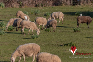Συστάσεις της Περιφέρειας Ηπείρου για τήρηση των μέτρων πρόληψης της ευλογιάς των προβάτων εν όψει Δεκαπενταύγουστου