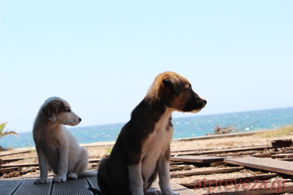 Στη... ρωγμή της ανθρωπιάς
