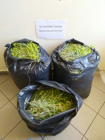 Νέες συλλήψεις αλλοδαπών για παράνομη κοπή ποσοτήτων αρωματικών φυτών στην Ήπειρο