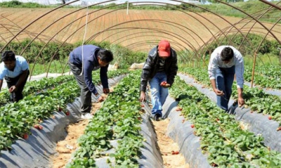Σε κίνδυνο και στην Πρέβεζα η εργασία μεταναστών εργατών χωρίς τίτλο διαμονής στην αγροτική οικονομία (του Ηλία Χάιδα)