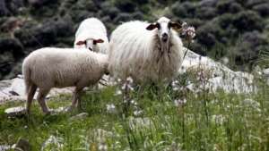 Εξιχνιάστηκαν επιπλέον τρεις περιπτώσεις ζωοκλοπών σε χωριά του Νομού Πρέβεζας