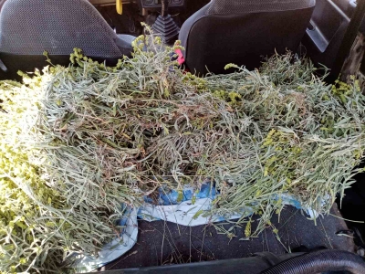 Νέα σύλληψη για παράνομη κοπή αρωματικών φυτών σε ορεινή περιοχή της Ηπείρου