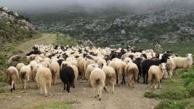 Αποζημιώσεις ύψους 83.330 ευρώ θα καταβάλλει ο ΕΛ.Γ.Α. σε δικαιούχους αγρότες και κτηνοτρόφους του Ν. Πρέβεζας